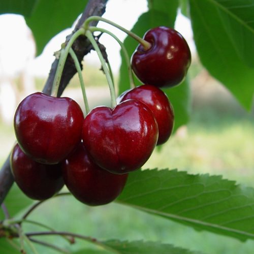 Sweet Cherries Stella