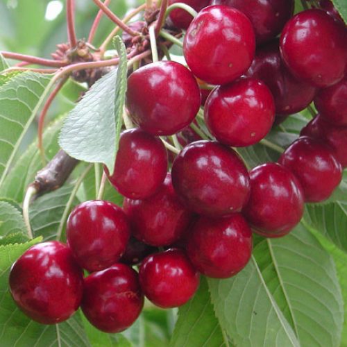 Sweet Cherries Sweetheart