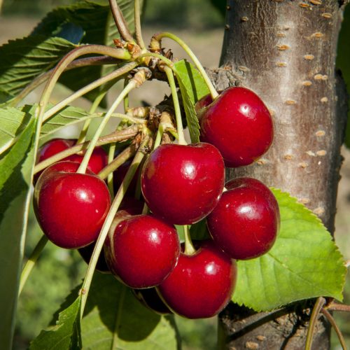 Sweet Cherries Sweetheart