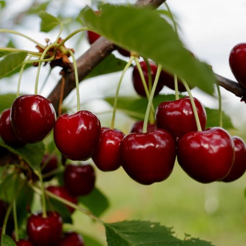 Sweet Cherries Vista