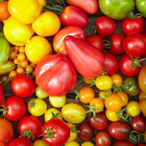 Viele verschiedene Bio-Tomatensorten in einer Holzkiste, darunter Ochsenherzen, Black Plum, Green Zebra, Zitronentrauben, Gelbe Johannisbeeren, Resi, Schönhagener Frühe und mehr