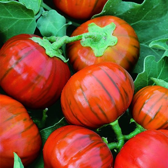 Turkish Orange Eggplant