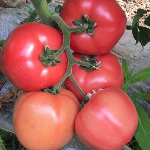 Wholesale Pink Tomatoes