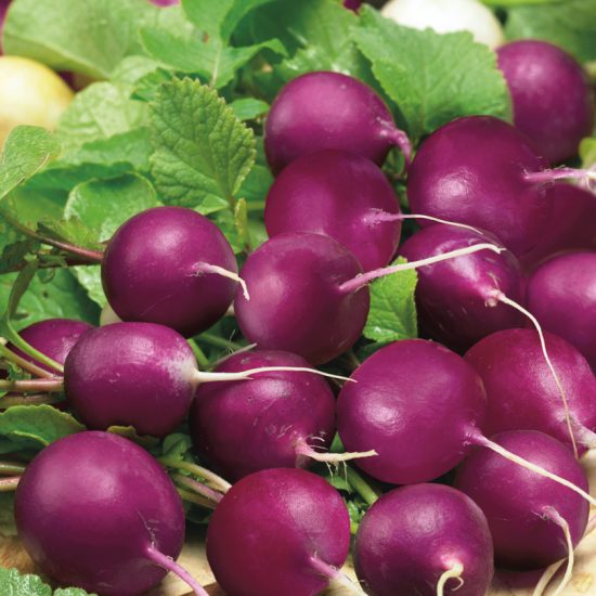 Viola Radishes