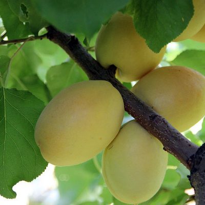 Wholesale Apricots