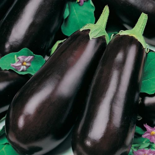 Wholesale Eggplants