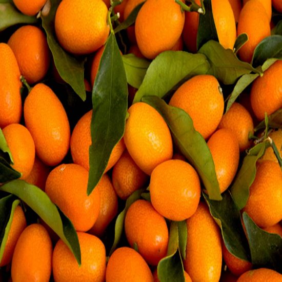 Wholesale Kumquats