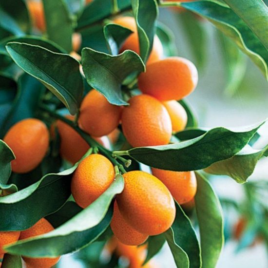 Wholesale Kumquats