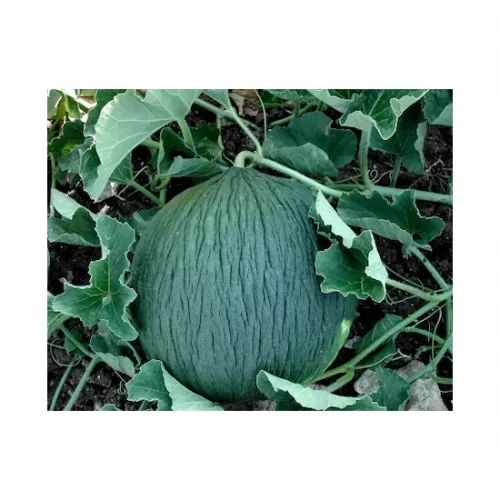 Wholesale Melons
