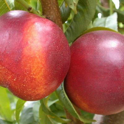 Wholesale Nectarines