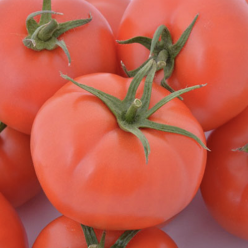Wholesale Oturak Tomatoes