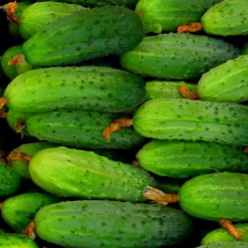 Wholesale Pickled Cucumbers