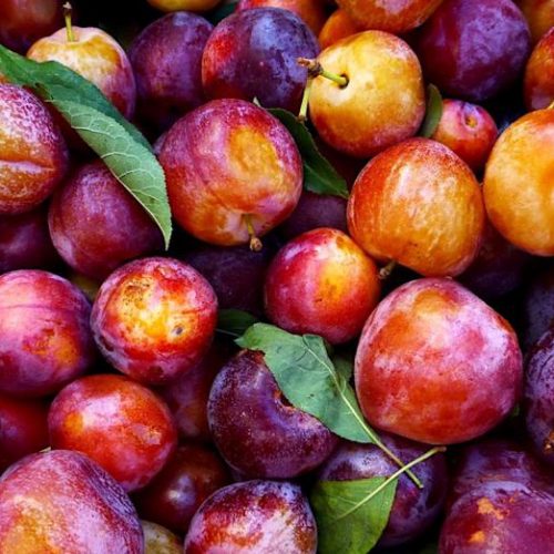 Wholesale Plums