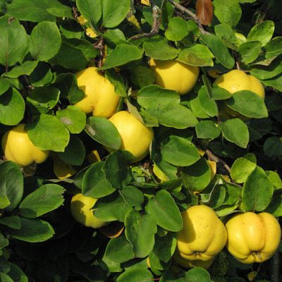 Wholesale Quinces