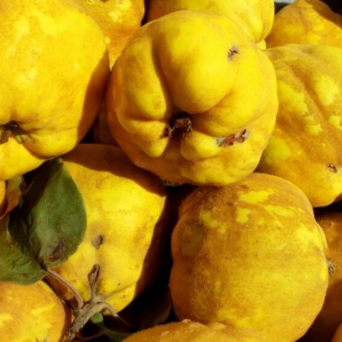 Wholesale Quinces