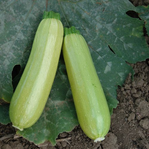 Wholesale Zucchini