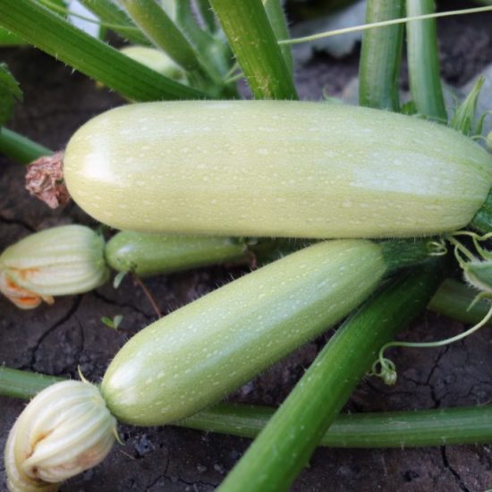 Zucchinis Aral