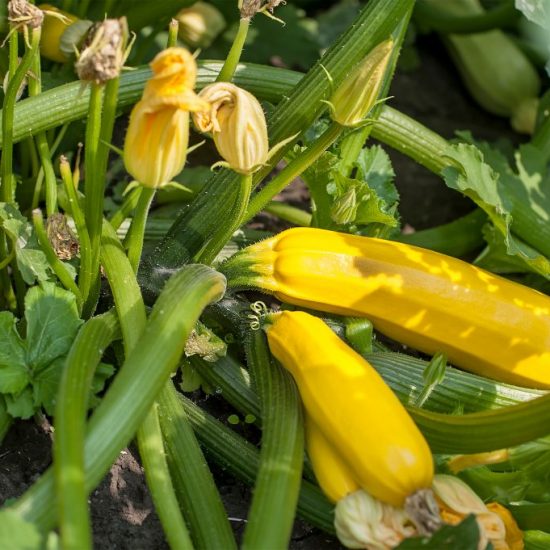 Zucchinis Yasmin