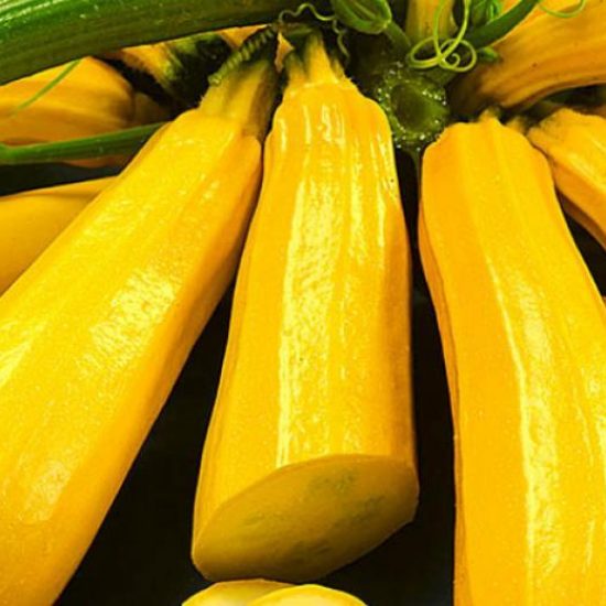 Zucchinis Yasmin
