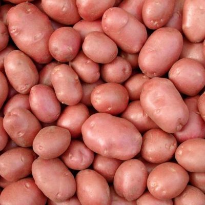 bellarose patates
