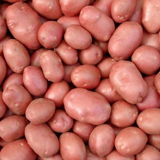 bellarose patates