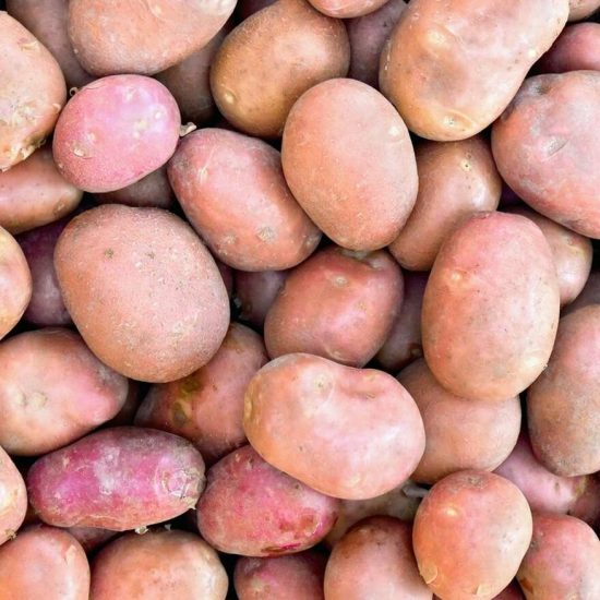 bellarose patates