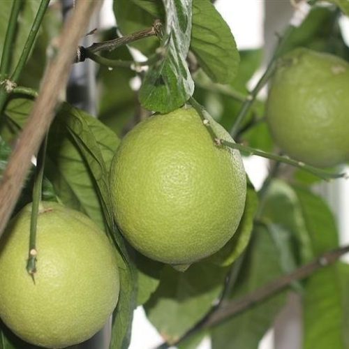 Enterdonat Limon