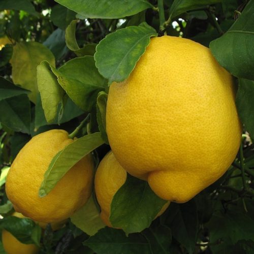 LİZBON LİMON