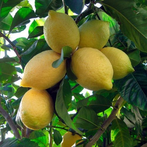 LİZBON LİMON