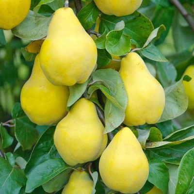 Айва Чемпион Оптом Из Турции