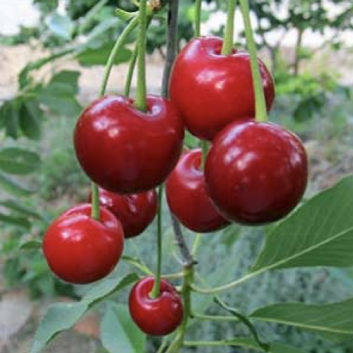 Вишня Катырлы