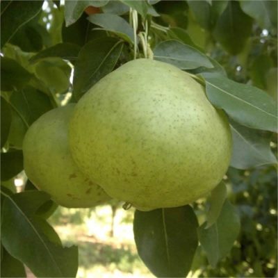 Груши Анкара