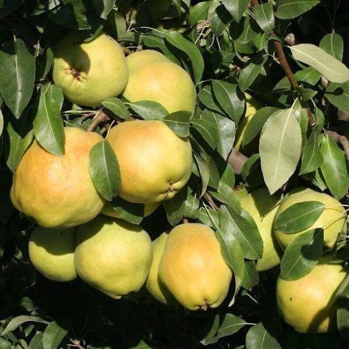 Груши Деведжи