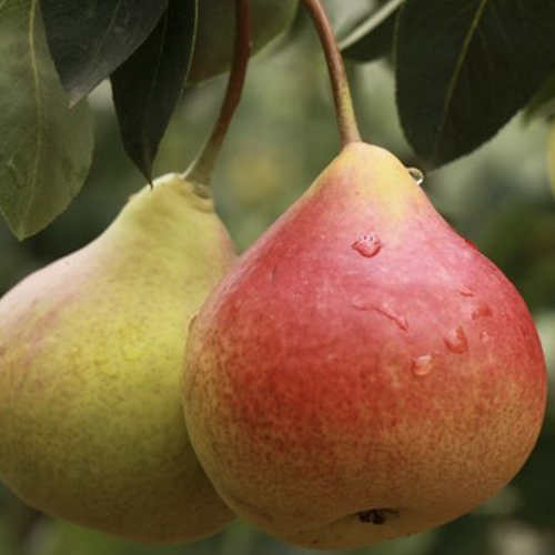 Груши Мустафа Бей