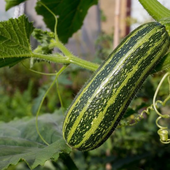Зеленый Кабачок Зебра