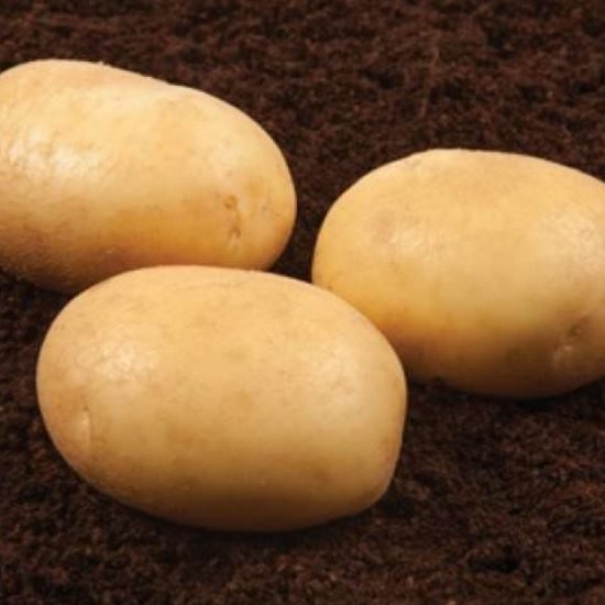 Картофель Банба