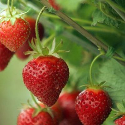 Клубника Калинда