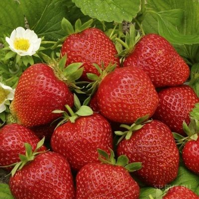 Клубника Фестивальная Ромашка