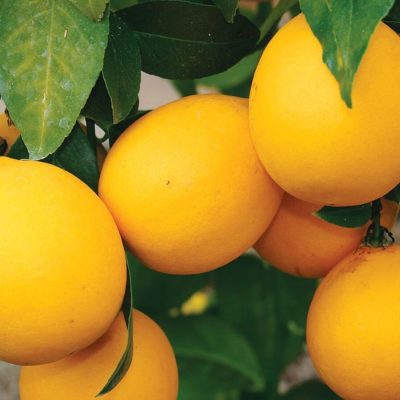 Лимон Мейера