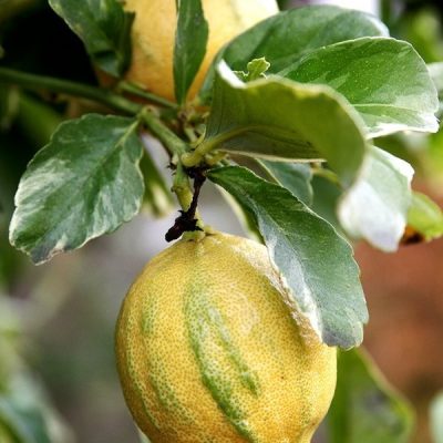 Лимон Эврика