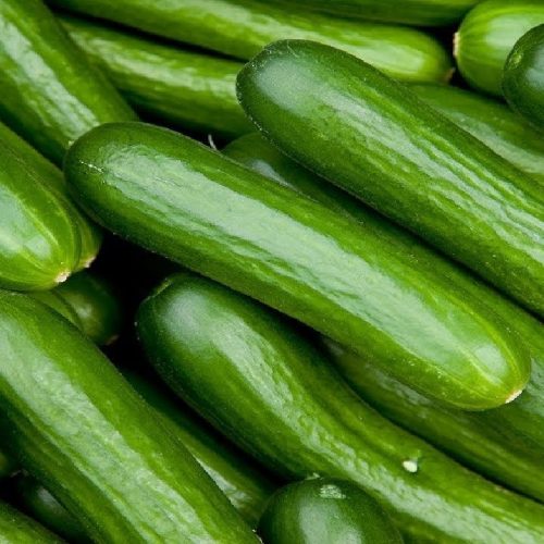 Огурцы Оптом