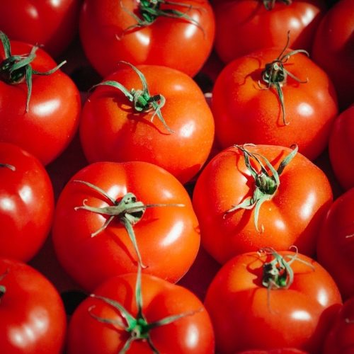 Помидоры Отурак Оптом