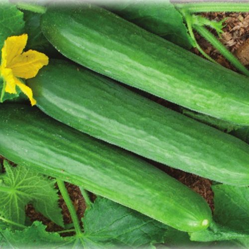 Салатные Огурцы Фауст