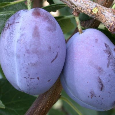 Слива Президент