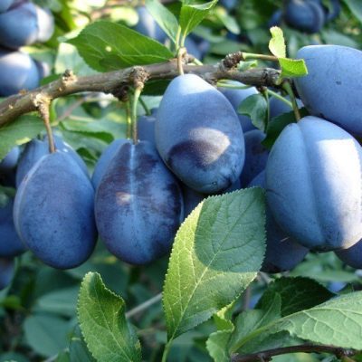 Слива Стенлей