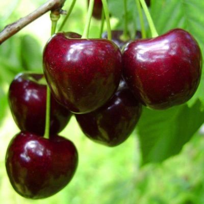 Черешня Регина оптом из турции Черешня Регина оптом из турции